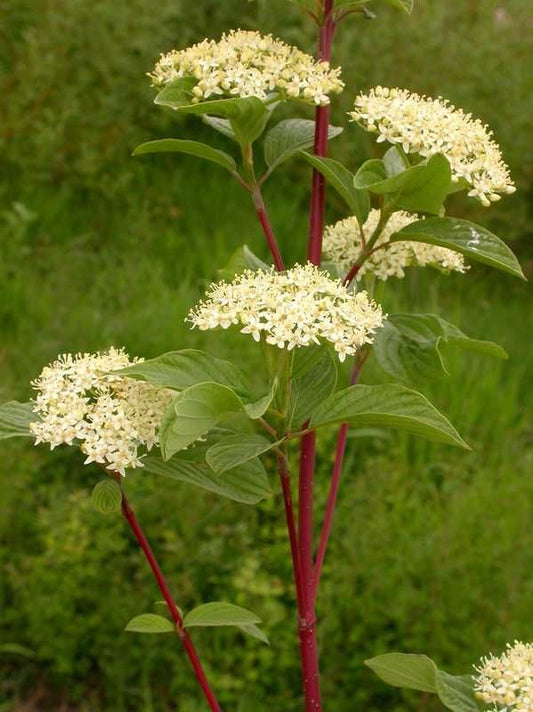 Arctic Fire® Yellow Red-Osier Dogwood