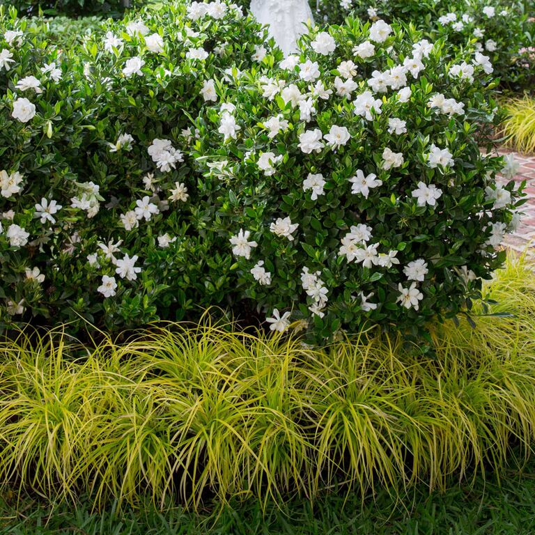 Jubilation Gardenia