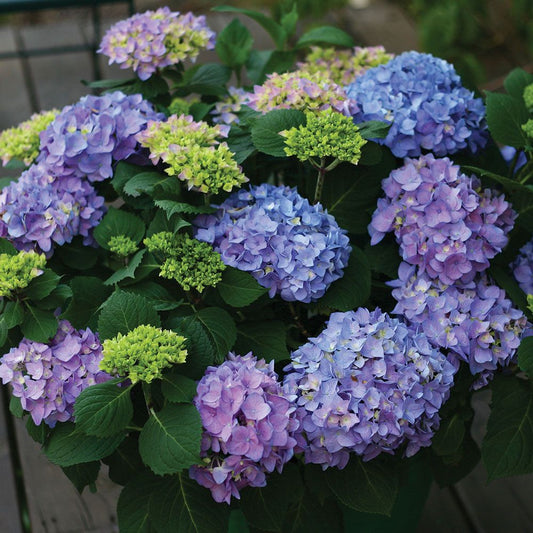 Let's Dance Rhythmic Blue Hydrangea