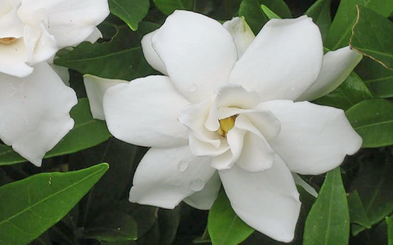 Frost Proof Gardenia