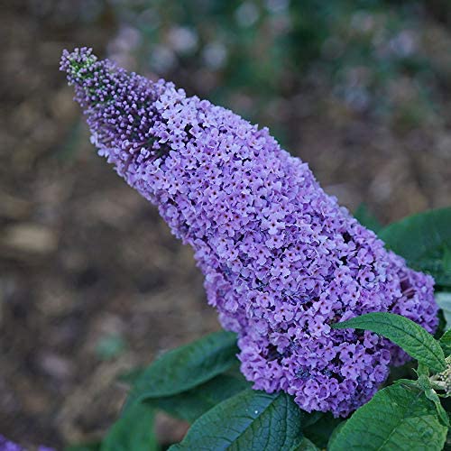 Pugster Amethyst Butterfly Bush