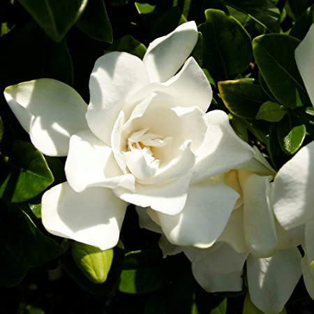 Jubilation Gardenia