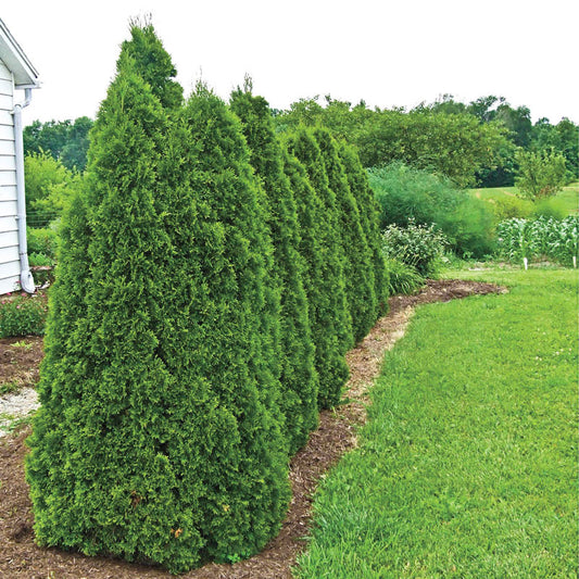 Green Giant Arborvitae