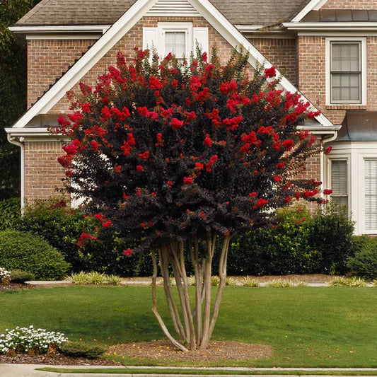 Black Diamond Best Red Crape Myrtle