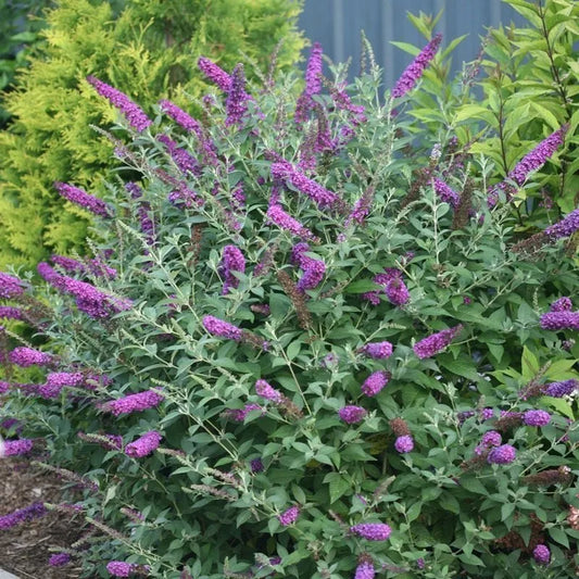 Miss Violet Butterfly Bush