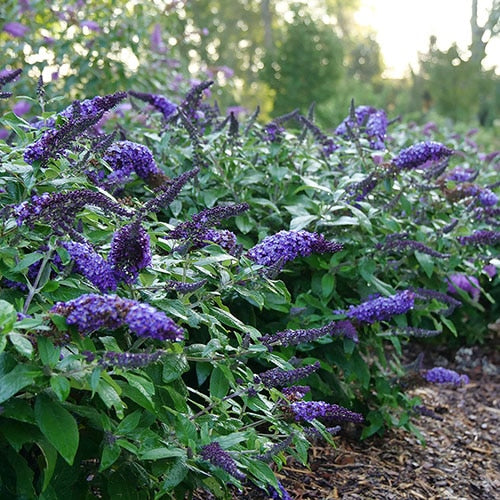 Pugster Blue Butterfly Bush