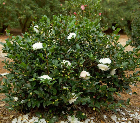 White Shi-Shi Camellia