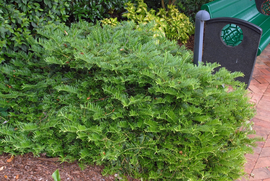 Spreading Japanese Plum Yew