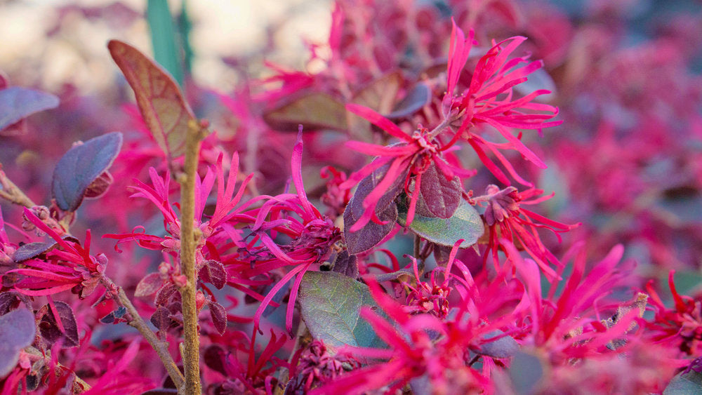 Crimson Fire Loropetalum