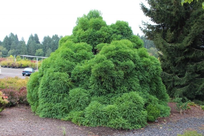 Dwarf Japanese Cedar