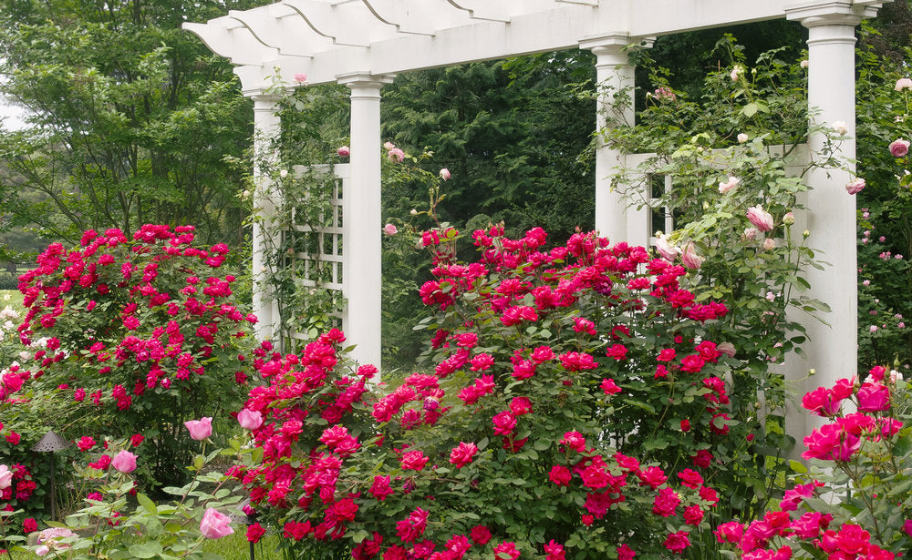 Red Double Knock Out Roses