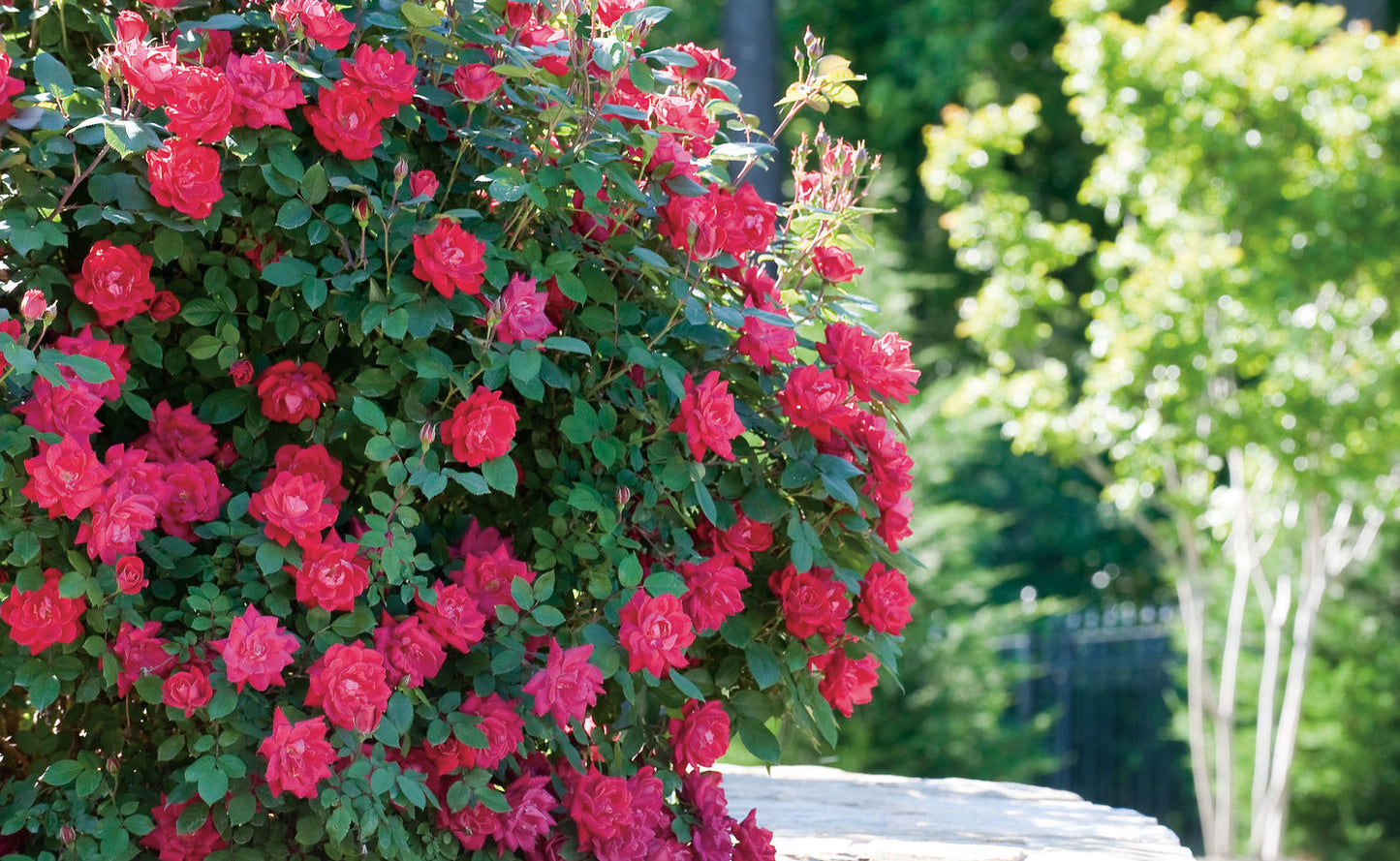 Red Double Knock Out Roses