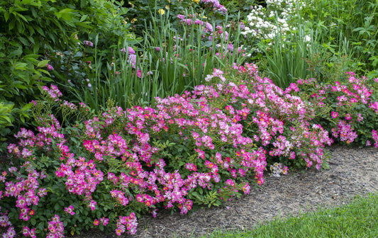 Pink Drift Roses