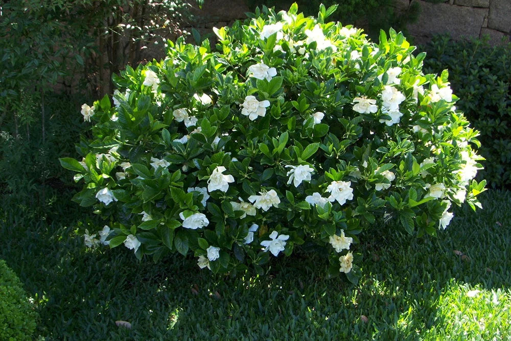 Frost Proof Gardenia