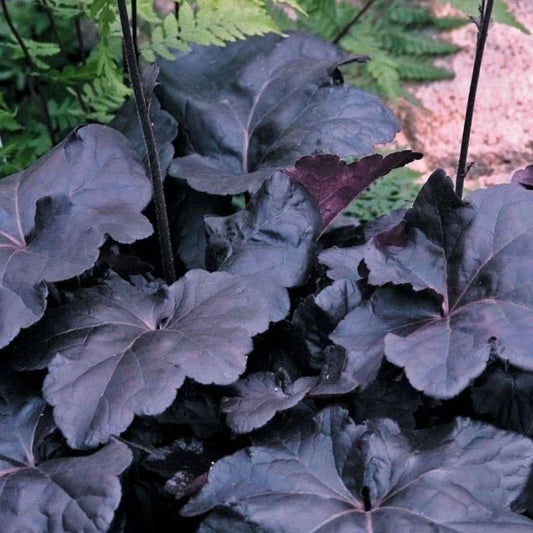 Obsidian Hybrid Coral Bells