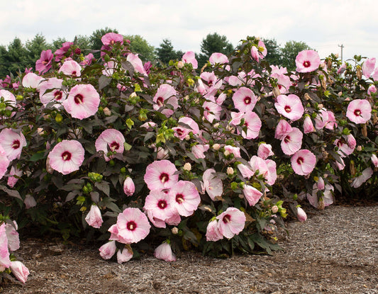 Head Over Heels Blush Hibiscus