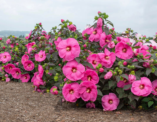 Head Over Heels Passion Hibiscus