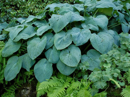 Blue Angel Hosta