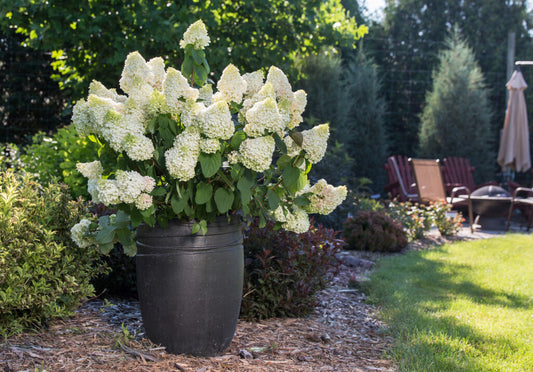 Little Hottie Hydrangea