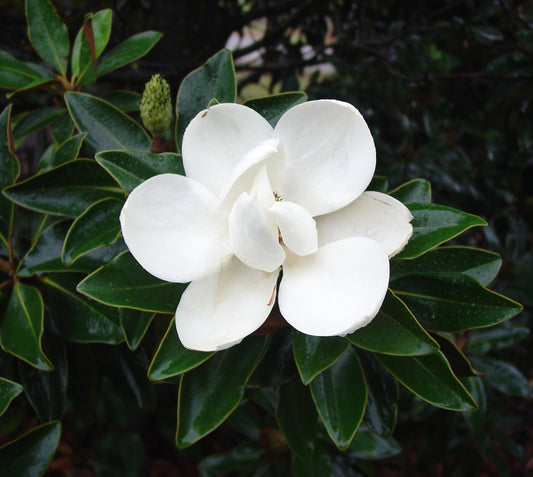 Little Gem Magnolia Tree