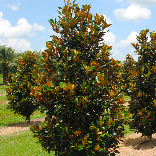 Little Gem Magnolia Tree