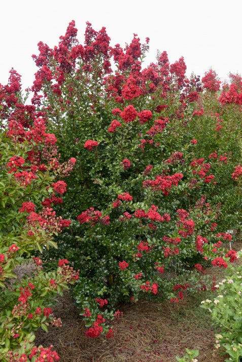 First Editions Ruffled Red Magic Crape Myrtle