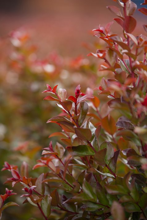 First Editions Ruffled Red Magic Crape Myrtle