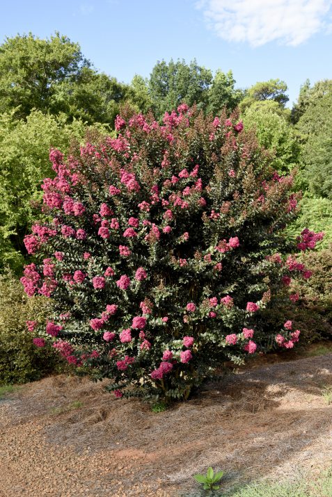 First Editions Plum Magic Crape Myrtle