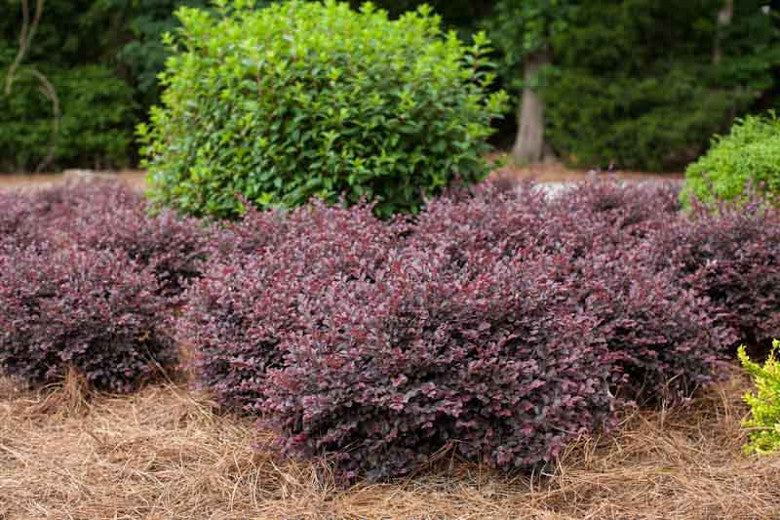 Crimson Fire Loropetalum