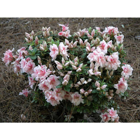 Autumn Belle Encore Azalea