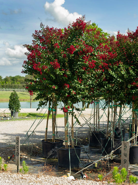 Colorama Scarlet Crape Myrtle