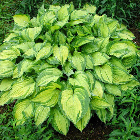 Stained Glass Hosta