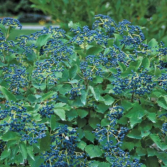 Blue Muffin Arrowwood Viburnum