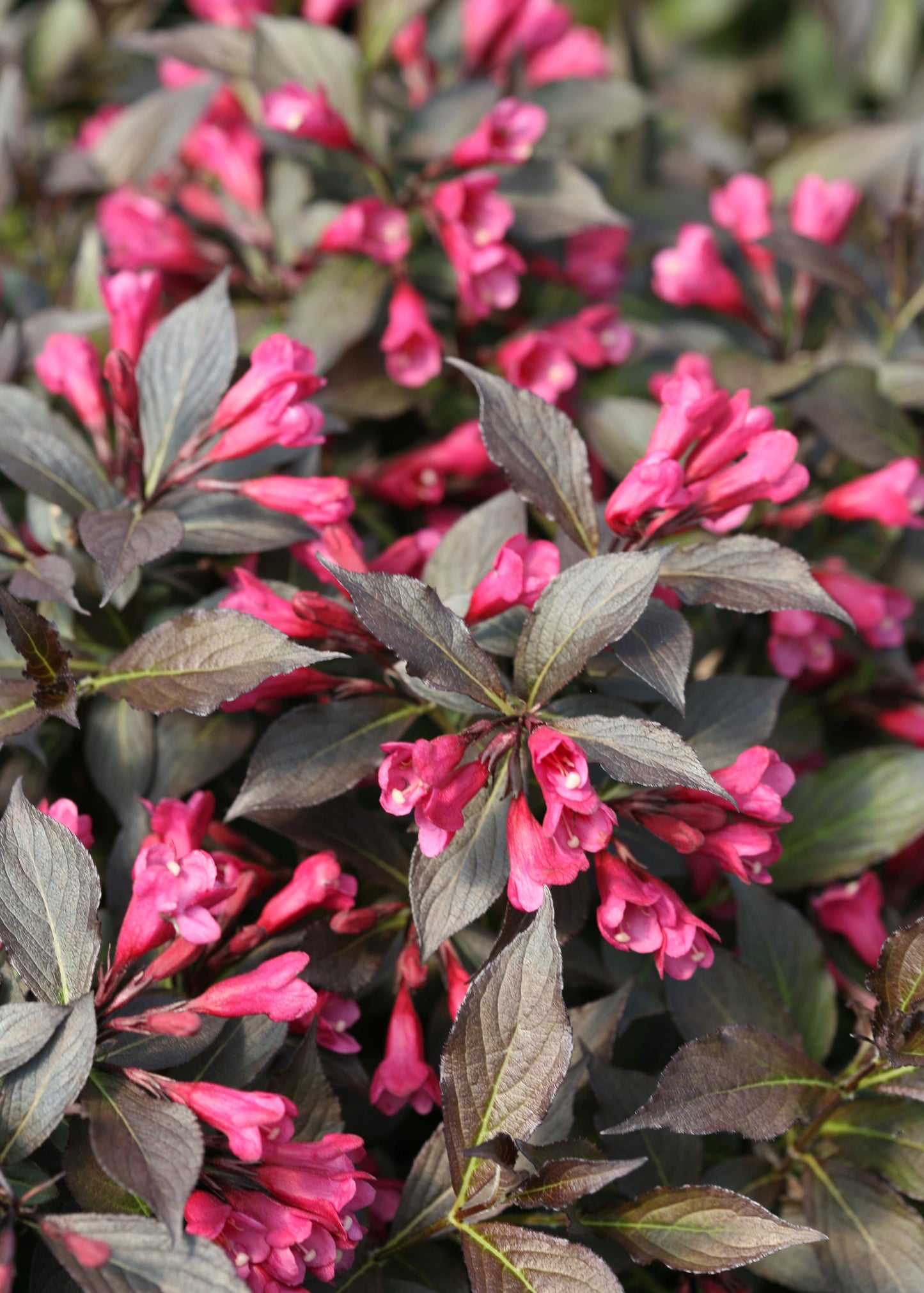 Spilled Wine Weigela