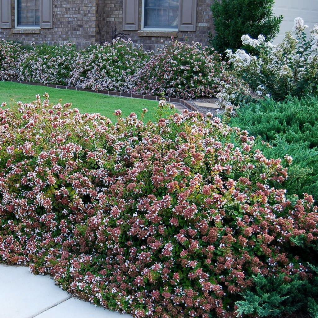 Rose Creek Abelia