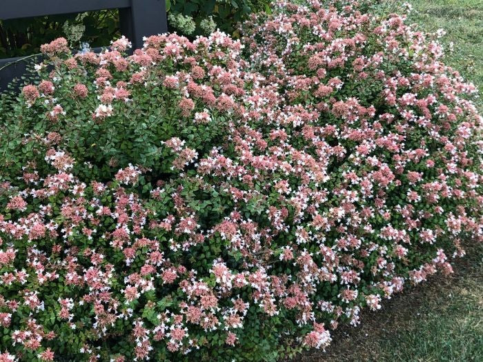 Rose Creek Abelia