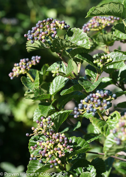 Glitters and Glows Viburnum