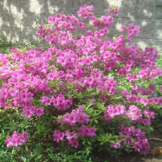 Autumn Amethyst Encore Azalea