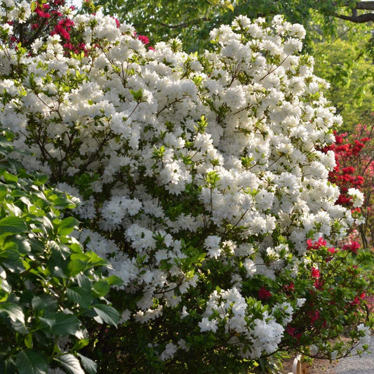 Autumn Angel Encore Azalea