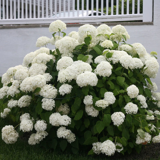 Annabelle Smooth Hydrangea