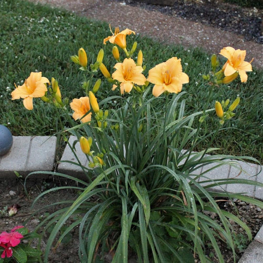 Apricot Sparkles Daylily