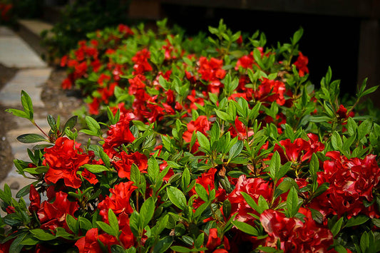 Autumn Embers Encore Azalea