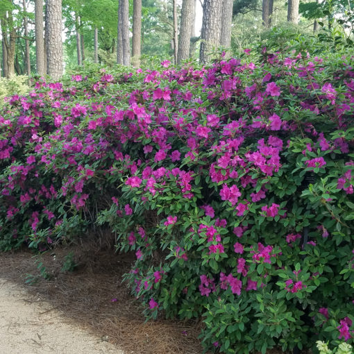 Autumn Royalty Encore Azalea