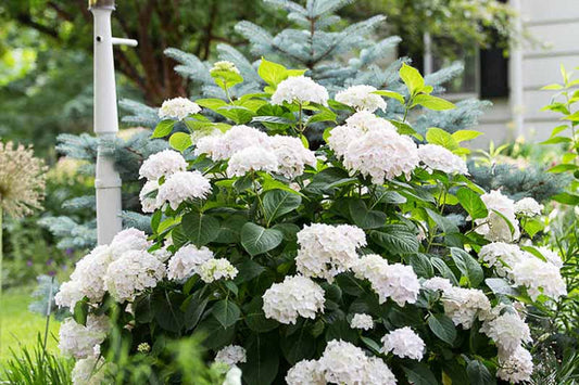 Blushing Bride Hydrangea