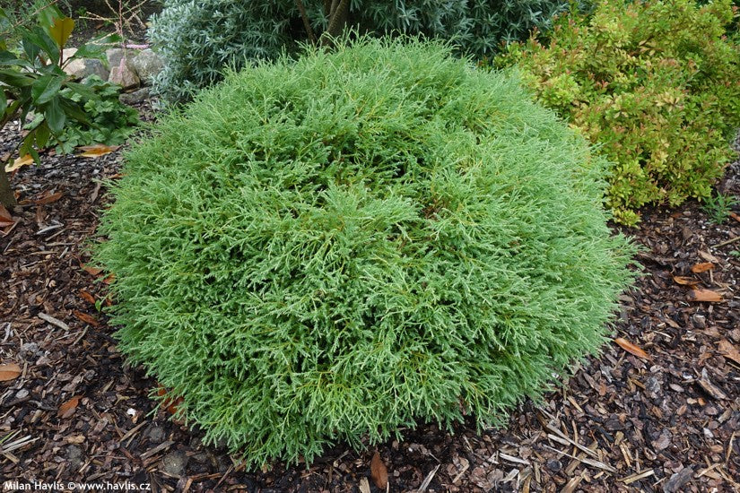 Mr. Bowling Ball Arborvitae – treesandplants.com