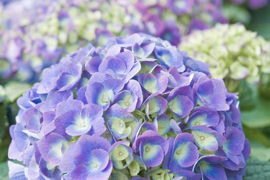 BloomStruck Hydrangea