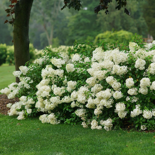 Bobo Hydrangea