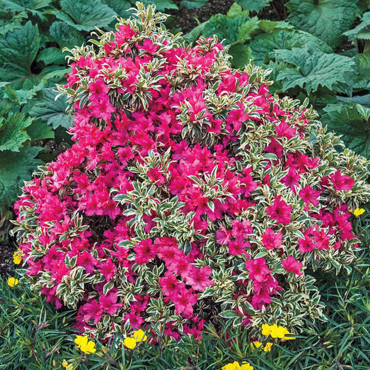 Bollywood Azalea