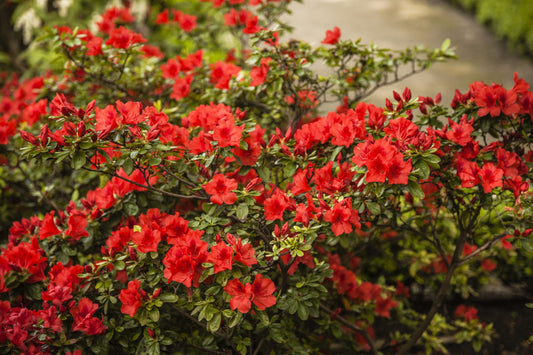 Autumn Bonfire Encore Azalea