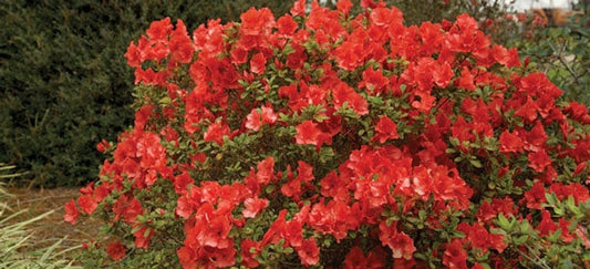 Autumn Bravo Encore Azalea